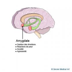 amygdale-1.jpg